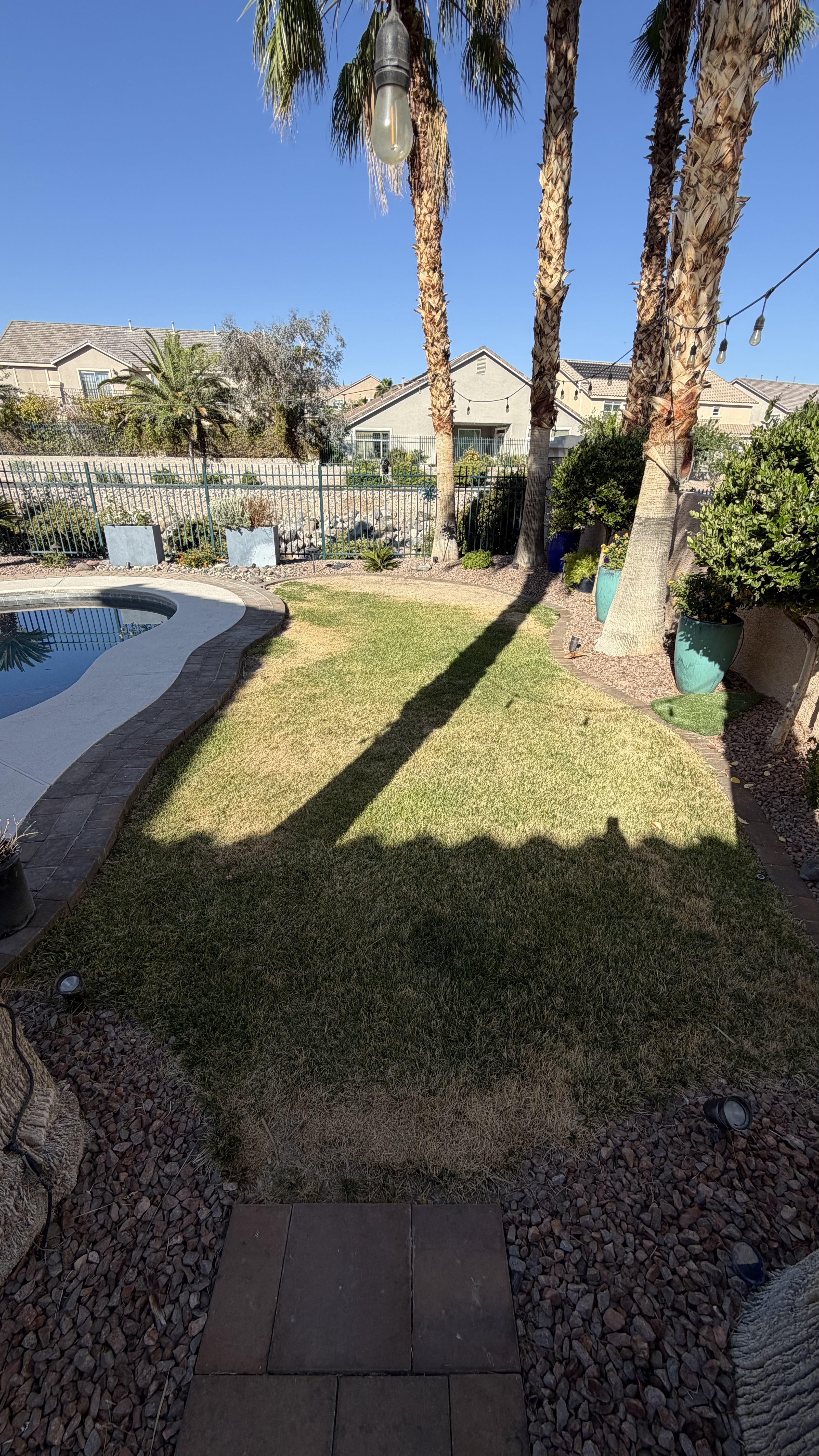 Thinning natural grass beside a pool in a Las Vegas backyard